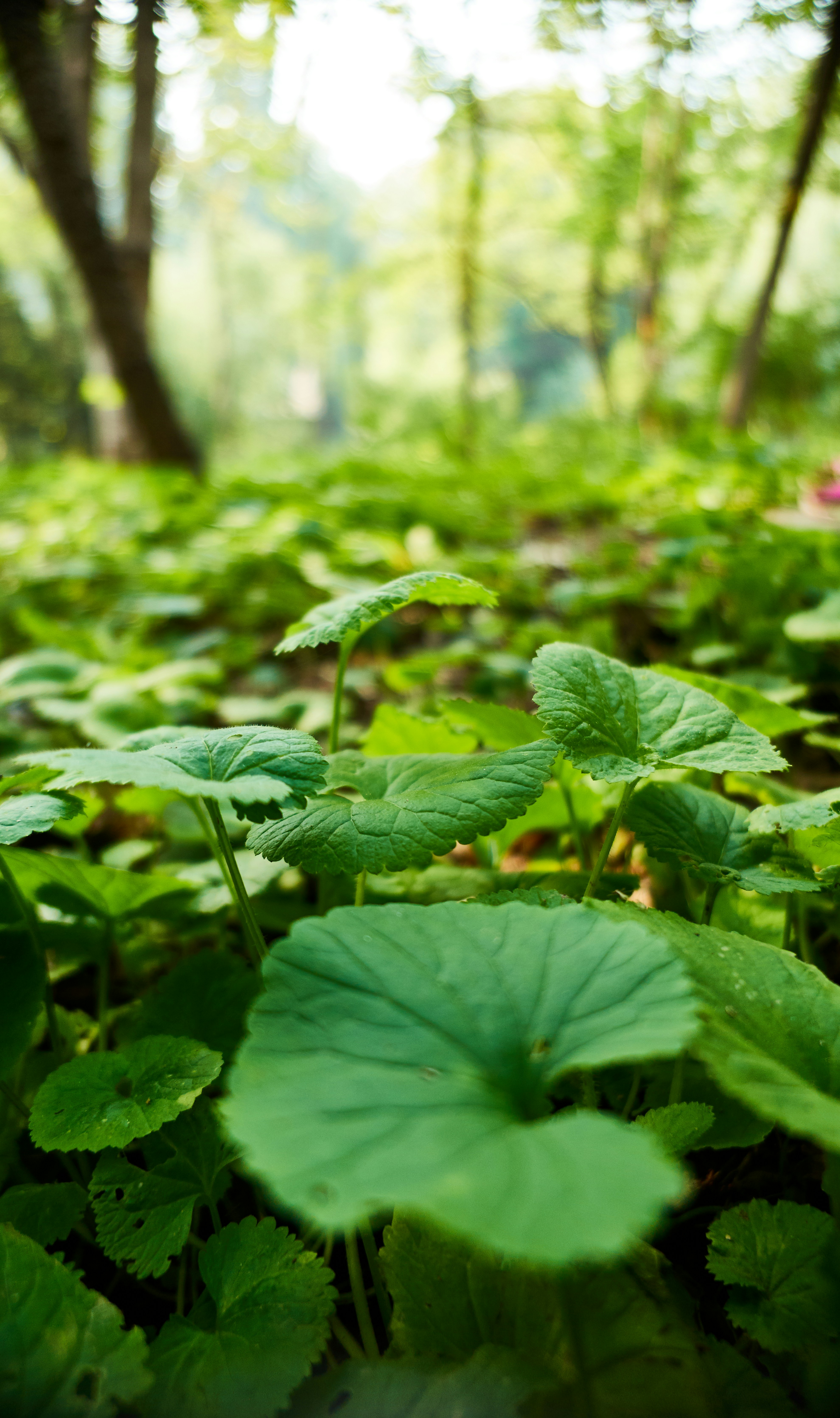 photo 1571711215523 b3f8516f140d?ixlib=rb 4.0