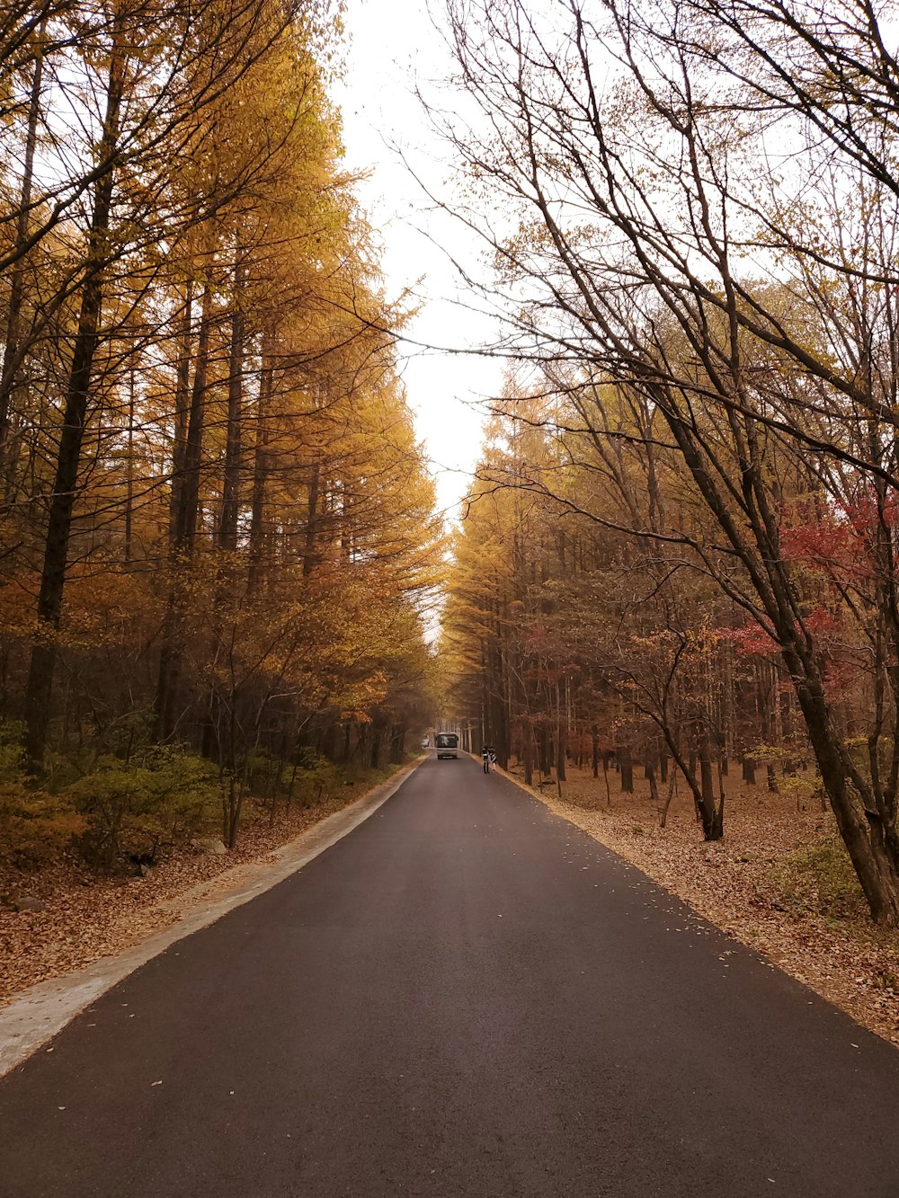 trees beside road during daytime