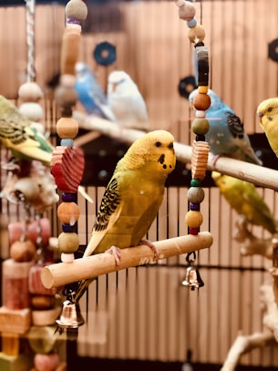 budgerigars inside cage