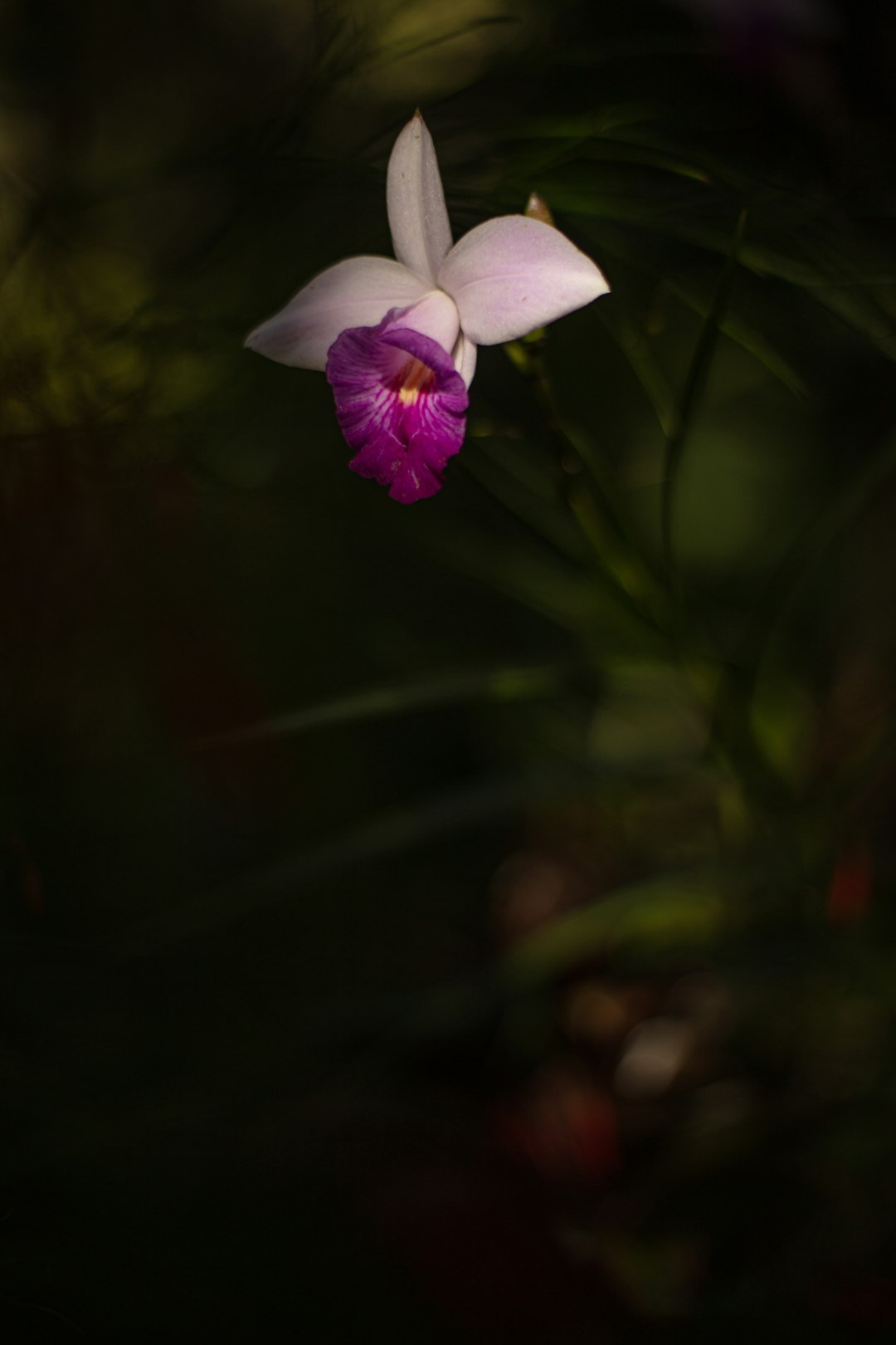 white and purple petaled flower