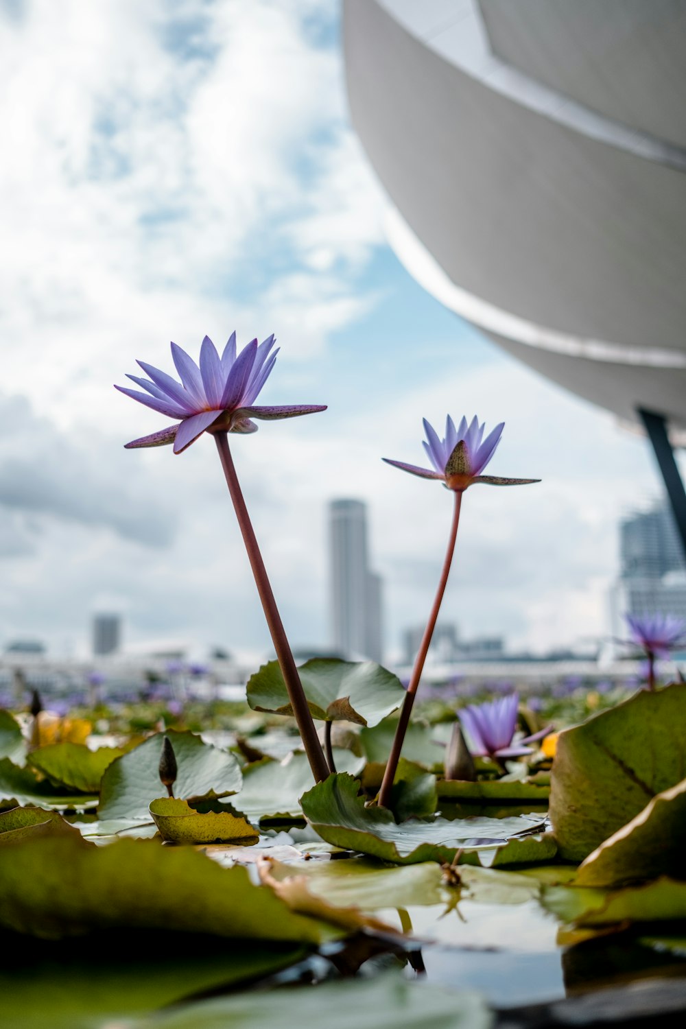 purple lotus flowers under white clouds