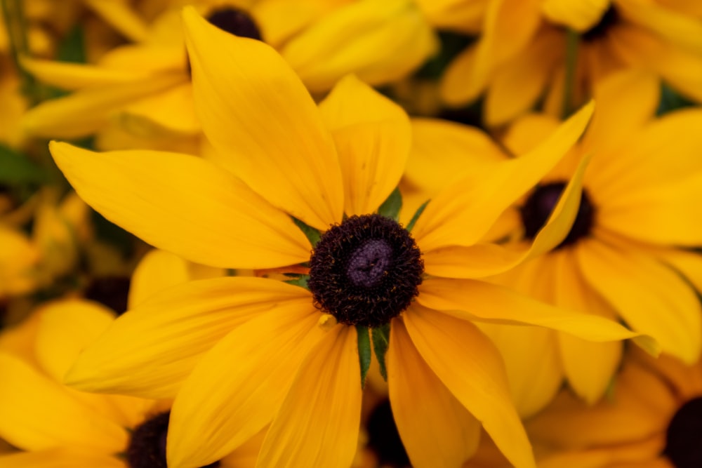 yellow petaled flower