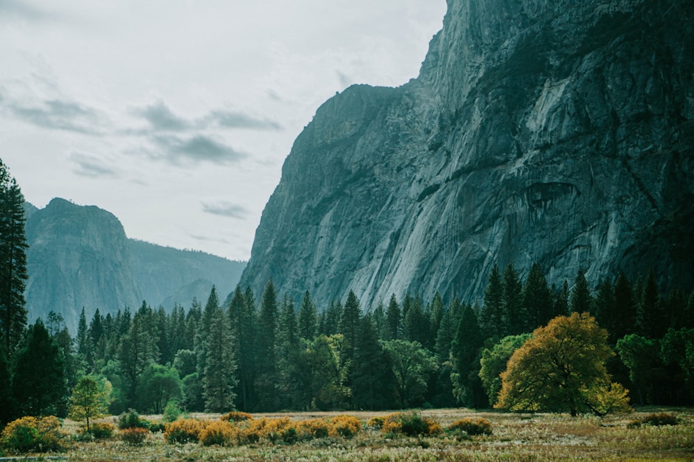 green pine trees