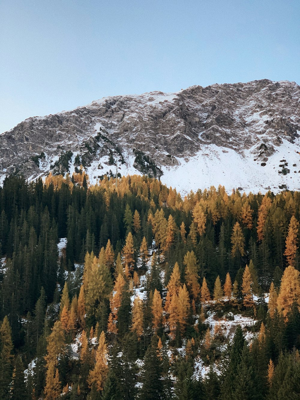 montagna coperta di neve e alberi durante il giorno