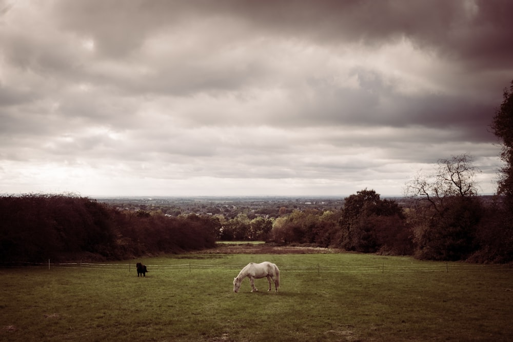 white horse eating grass