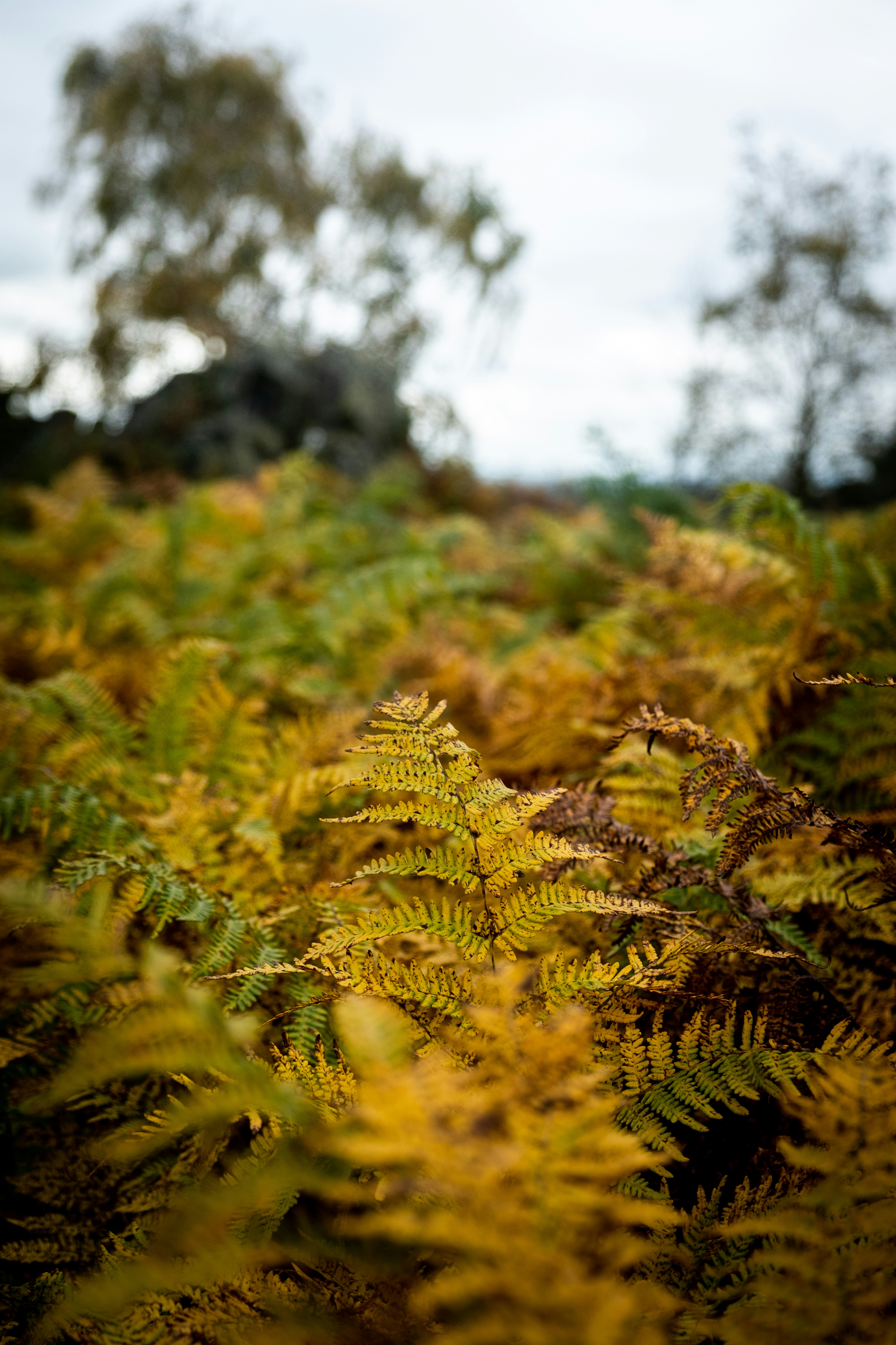 green fern plant