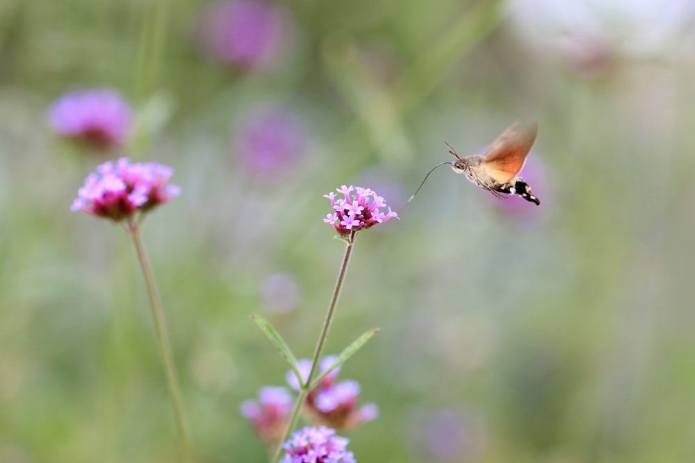 brown and black butterfly hovering on pink flowers