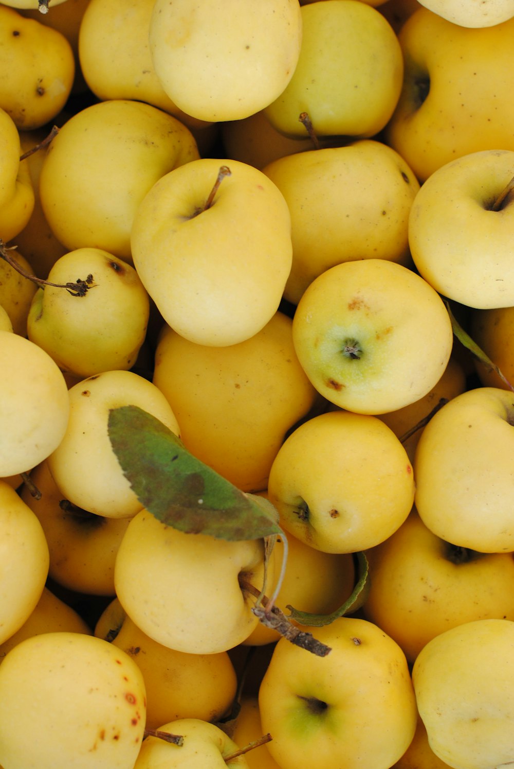yellow pear fruit lot
