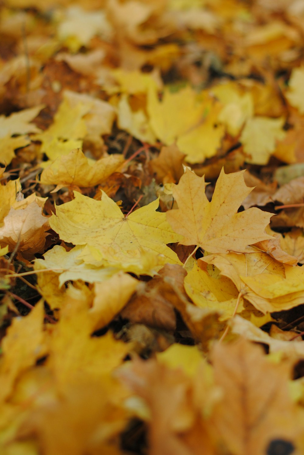 fallen brown leaves during daytime