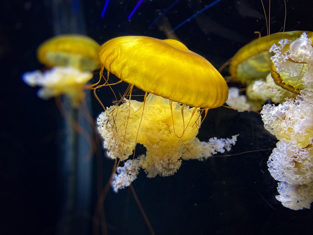 yellow jellyfish