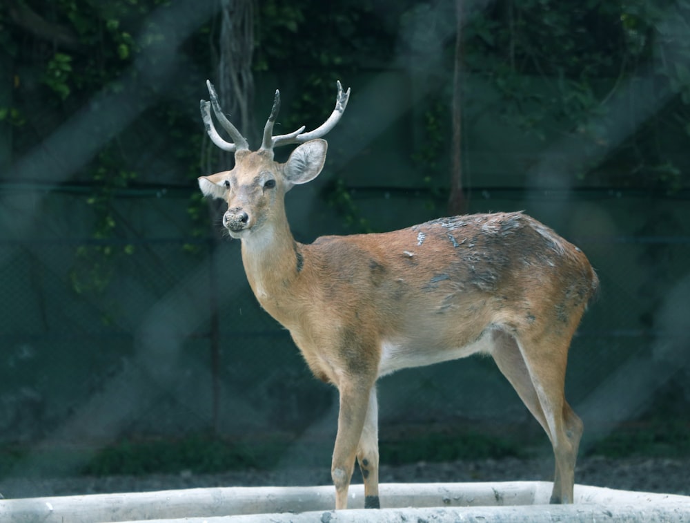 brown and gray deer