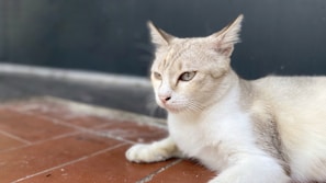 A light-colored cat with beige and white fur lies on a tiled floor. The cat appears relaxed and is gazing intently at something off-camera. The background consists of a dark wall, providing contrast to the cat's light fur, and the tiles have a reddish-brown hue.