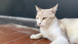 A light-colored cat with beige and white fur lies on a tiled floor. The cat appears relaxed and is gazing intently at something off-camera. The background consists of a dark wall, providing contrast to the cat's light fur, and the tiles have a reddish-brown hue.