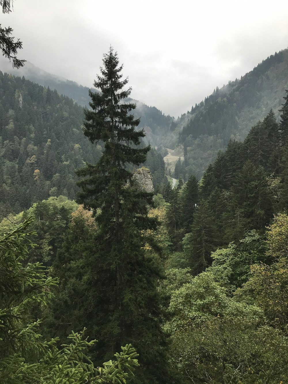 aerial photography of forest under white sky during daytime