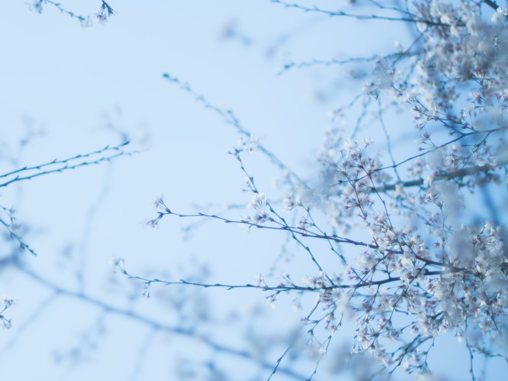 the branches of a tree with white flowers against a blue sky