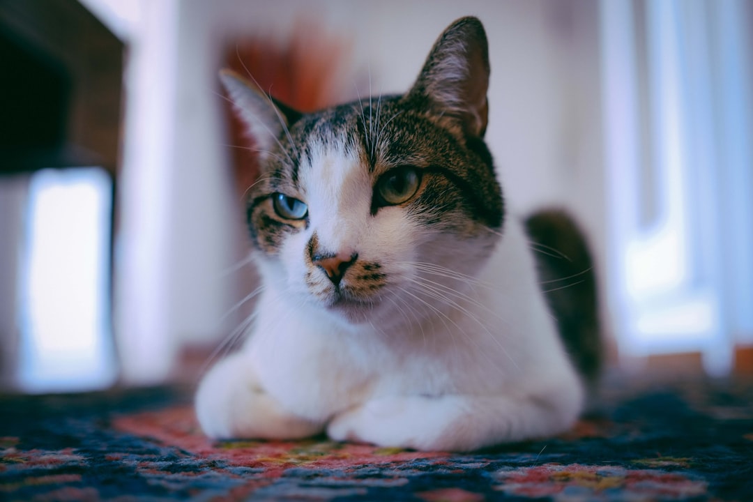 brown and white tabby cat lying on carpet