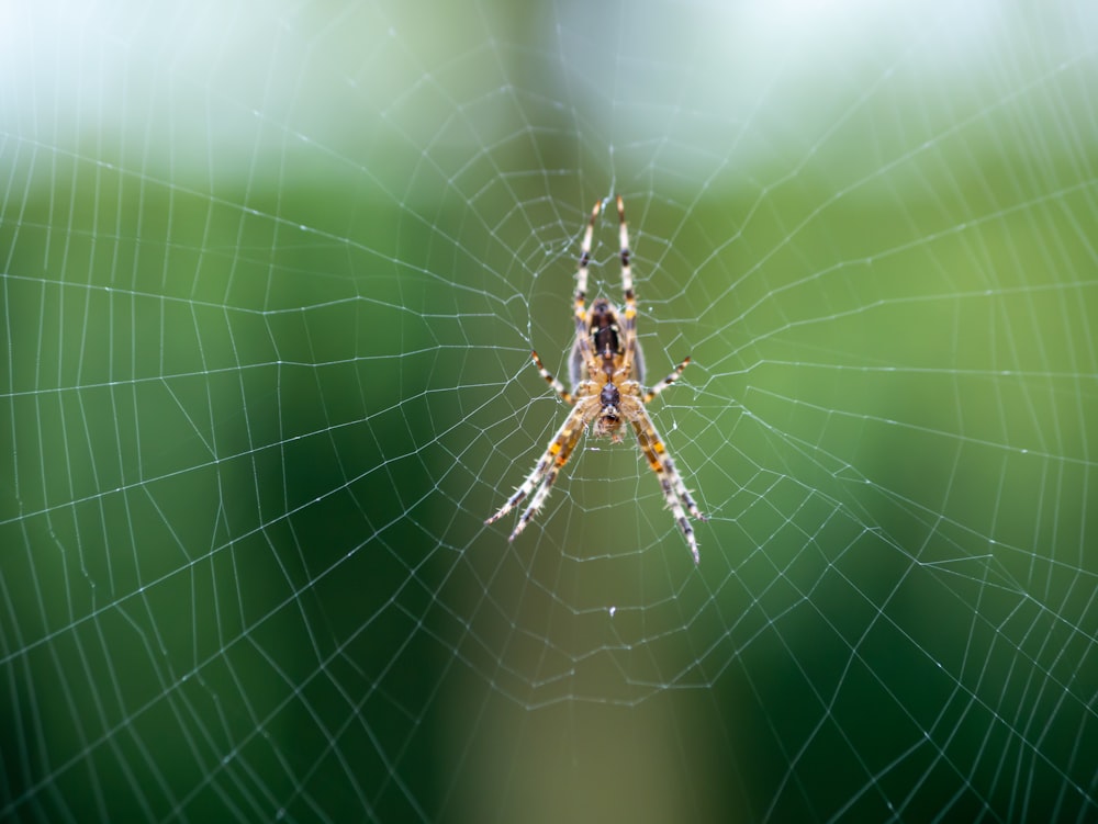 Capture d’écran de l’araignée noire et brune