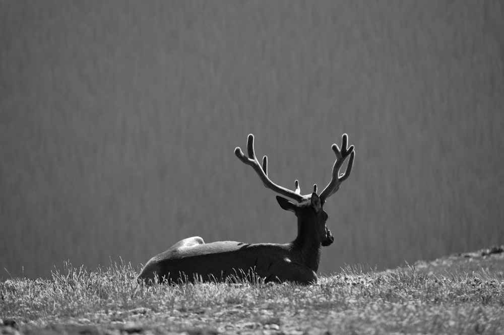 black and white deer head