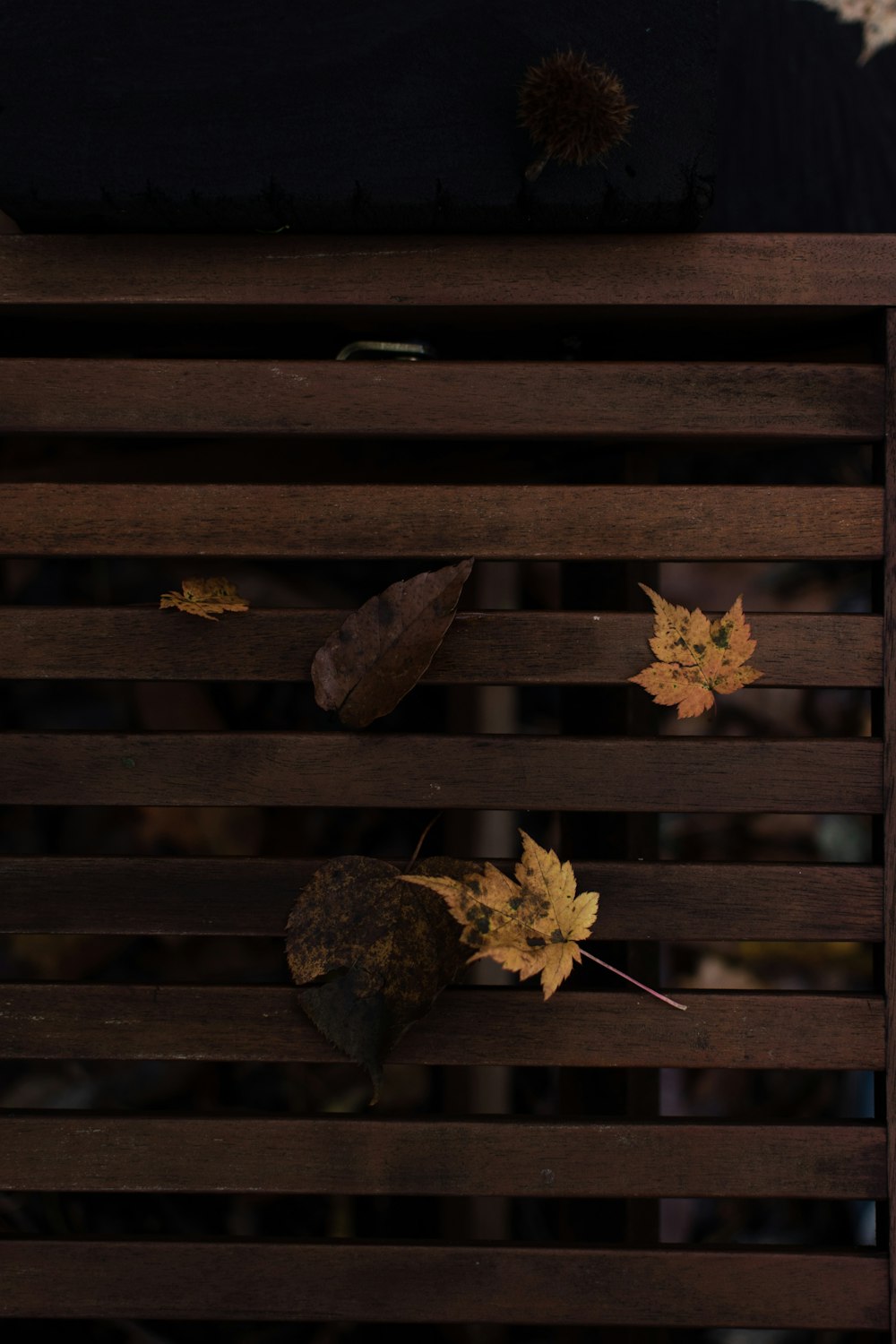 leaves on wooden surface