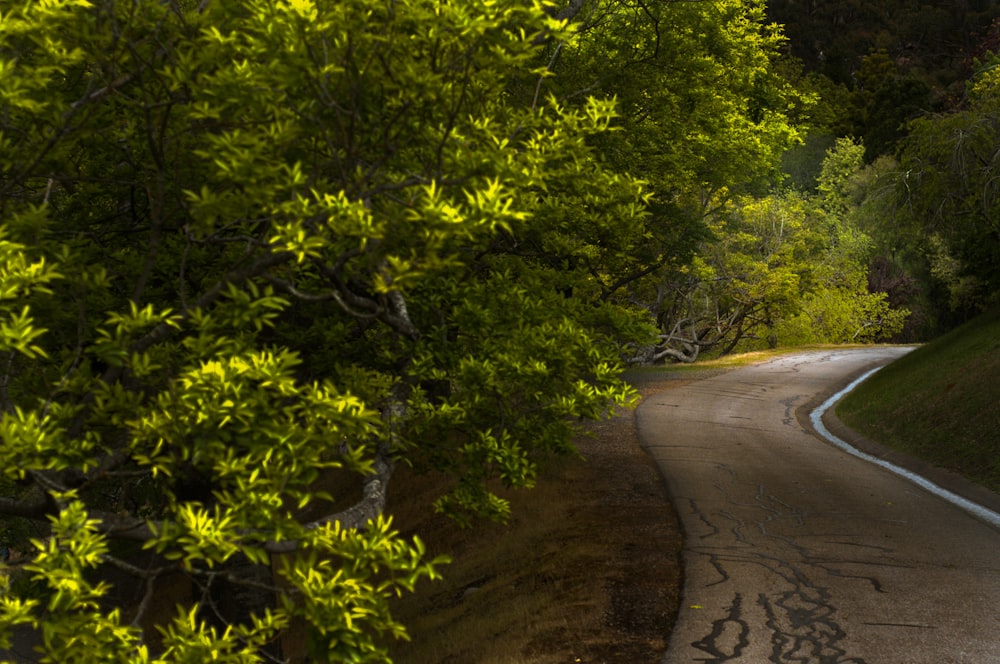 a winding road in the middle of a lush green forest