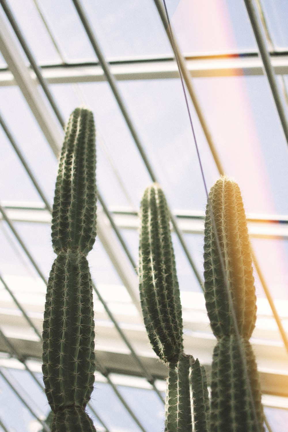 green cacti plnats