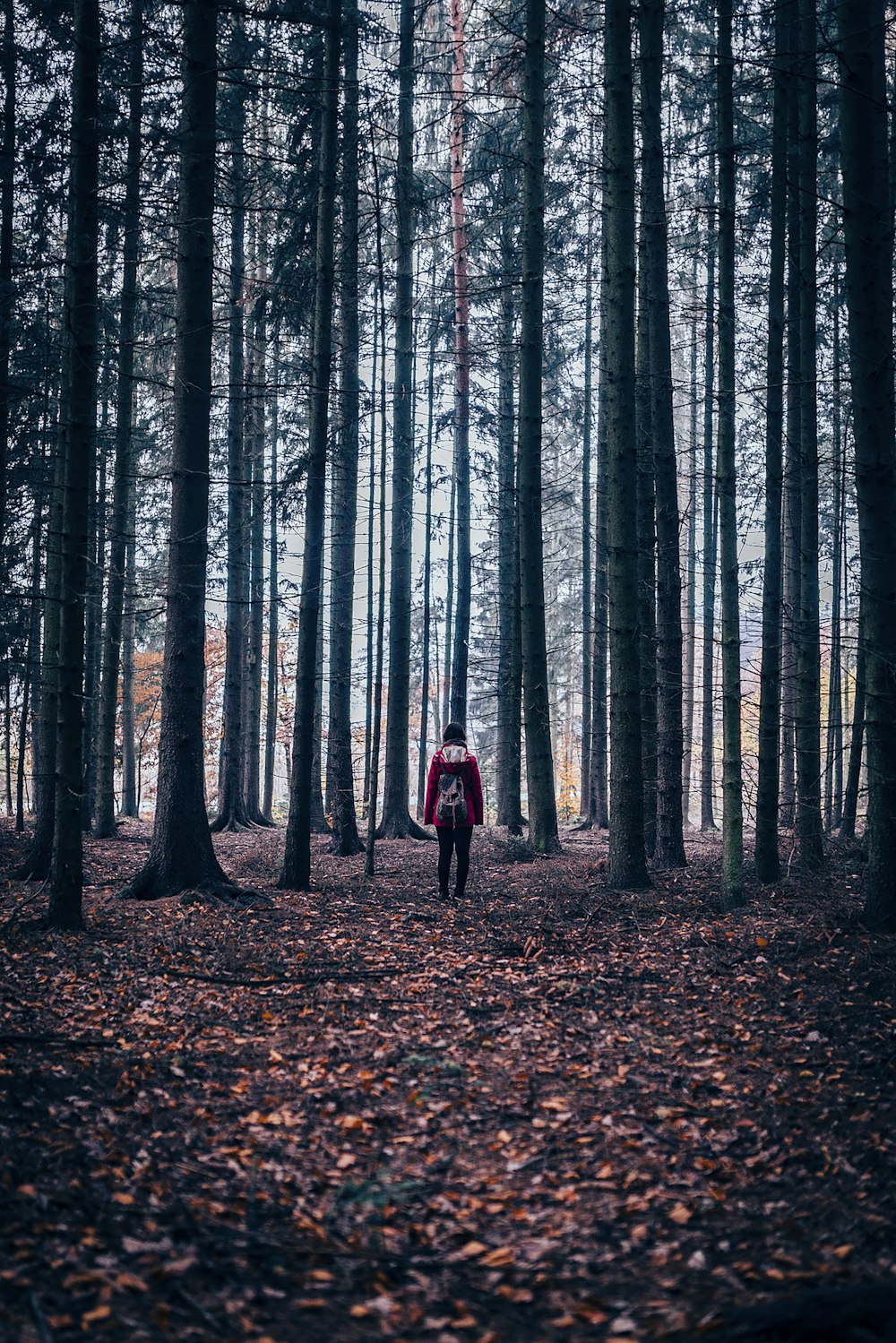 person walking near trees during day