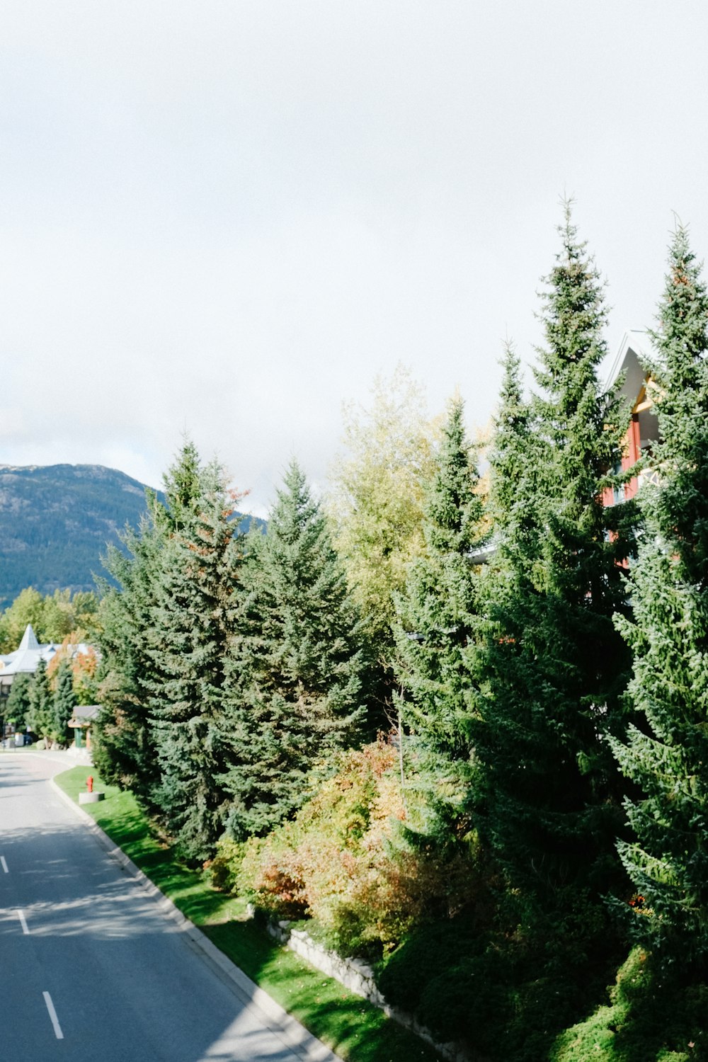 alberi a foglia verde e alberi