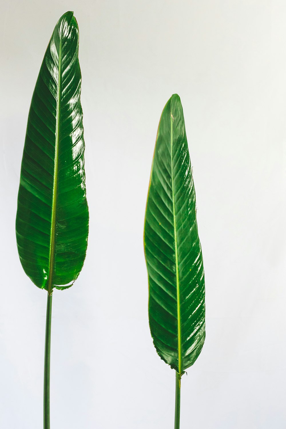 deux feuilles vertes