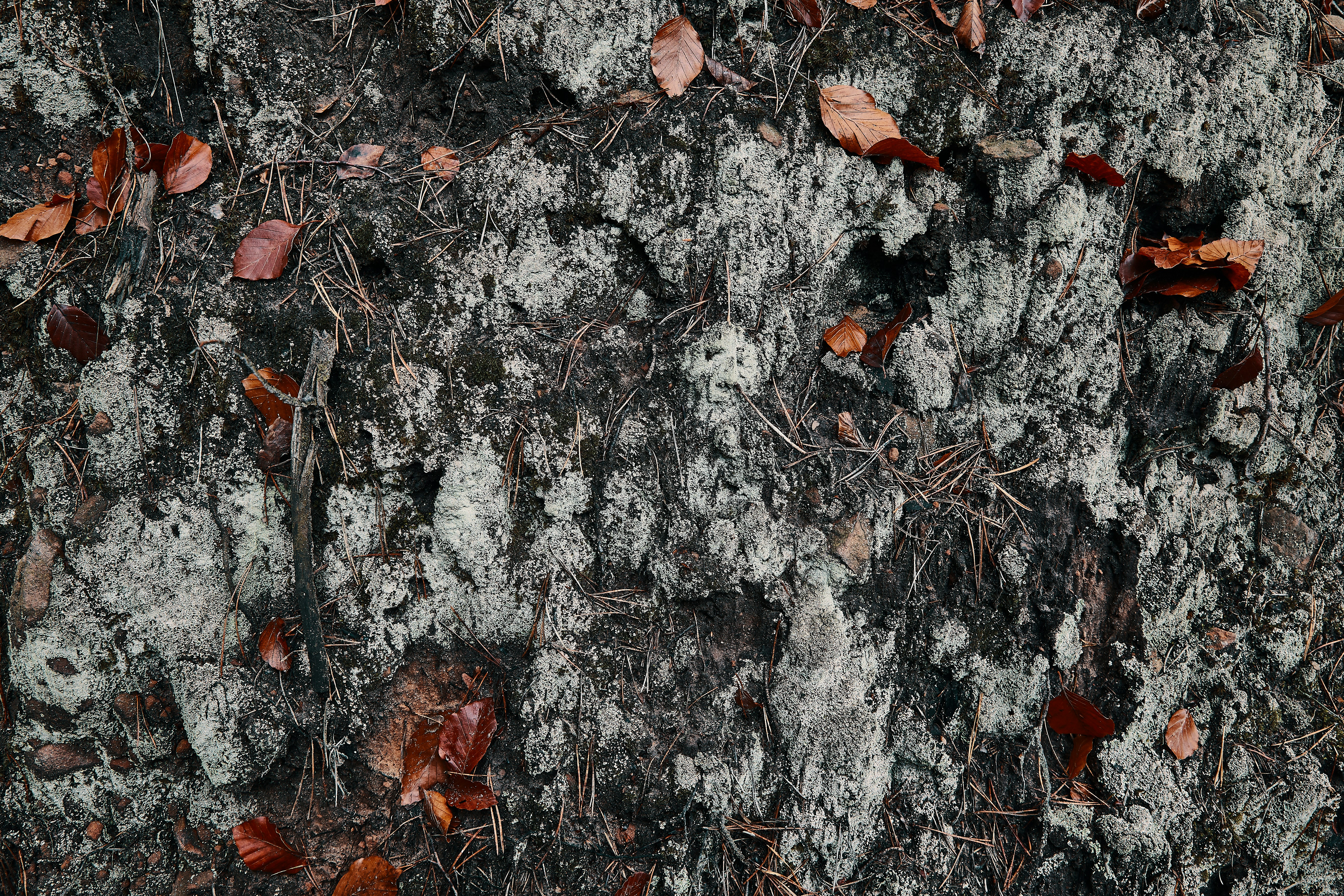 Photo by michaeloeser