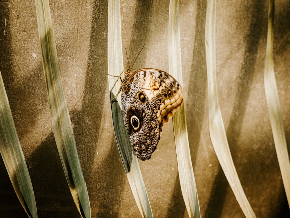 brown butterfly