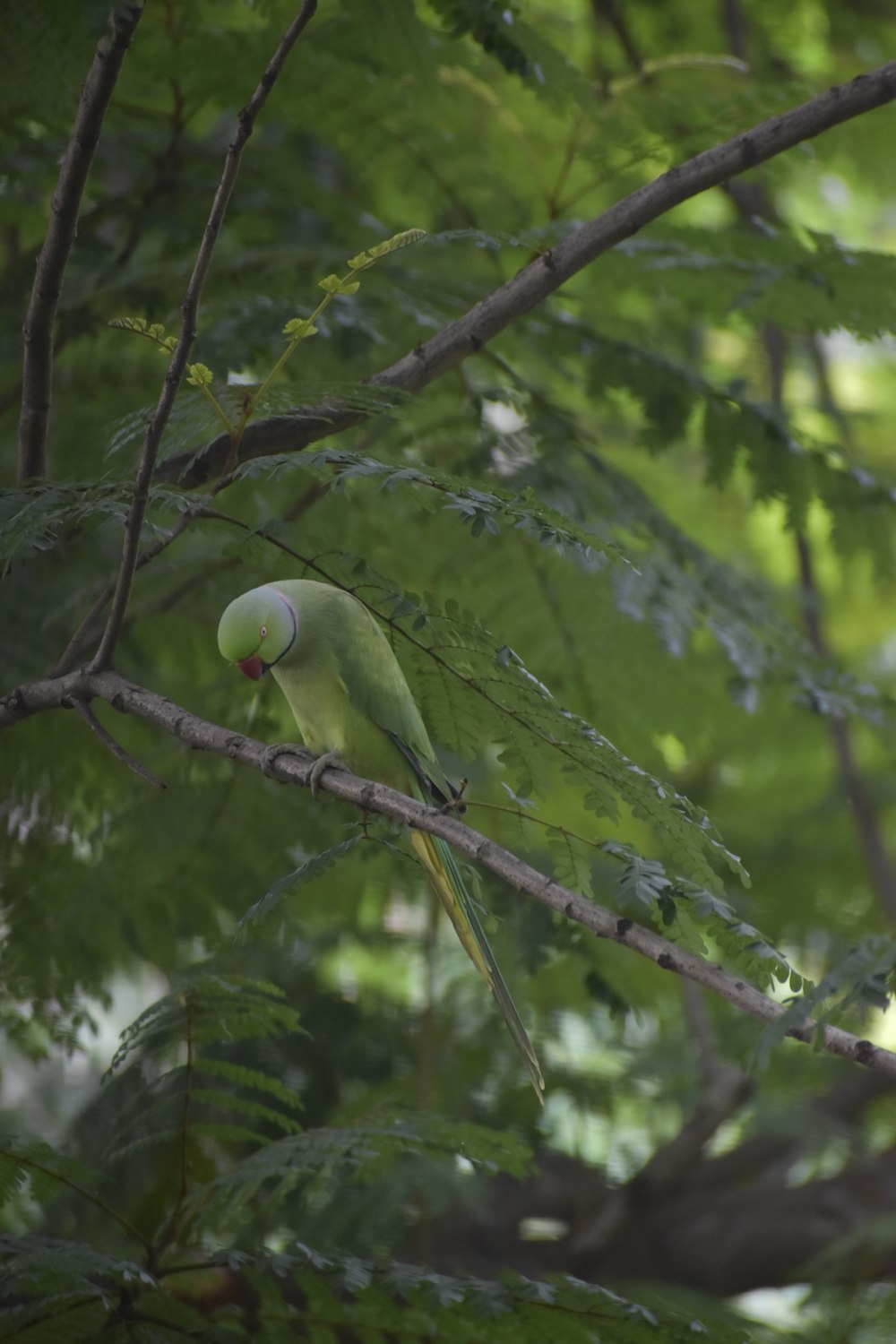 a green bird perched on a tree branch