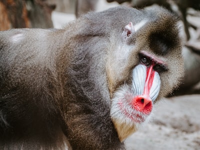 gray baboon monkey zoom background