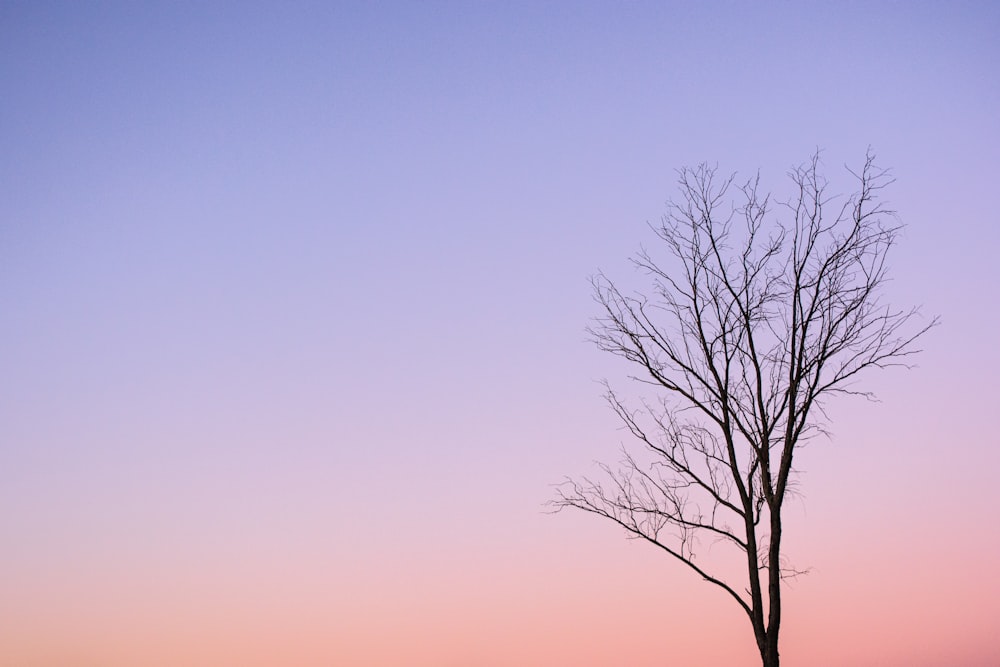 silhouette di albero senza foglie