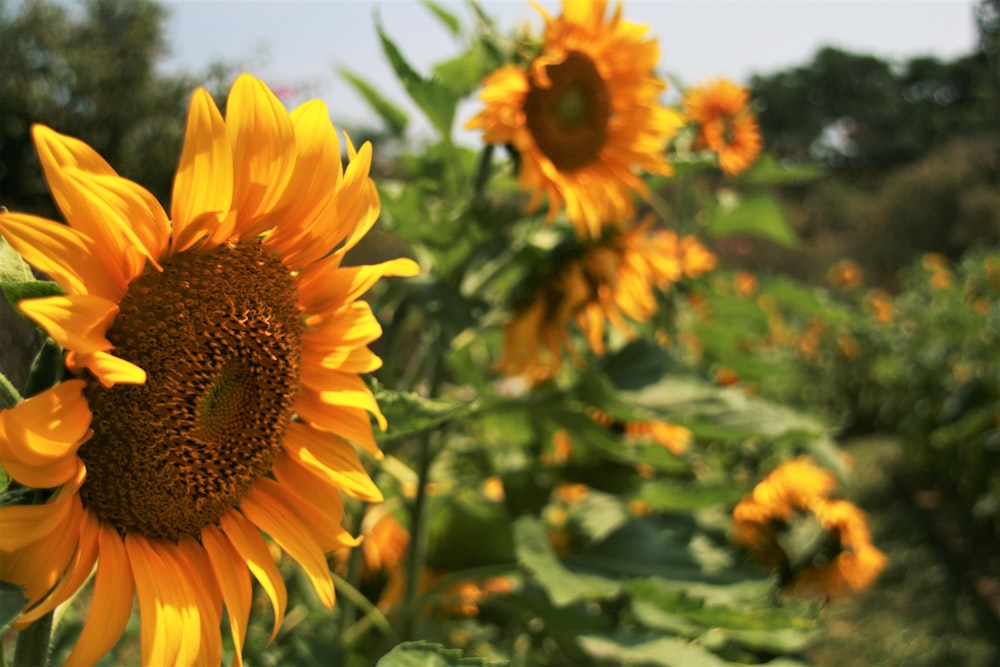 yellow and orange petaled flowers