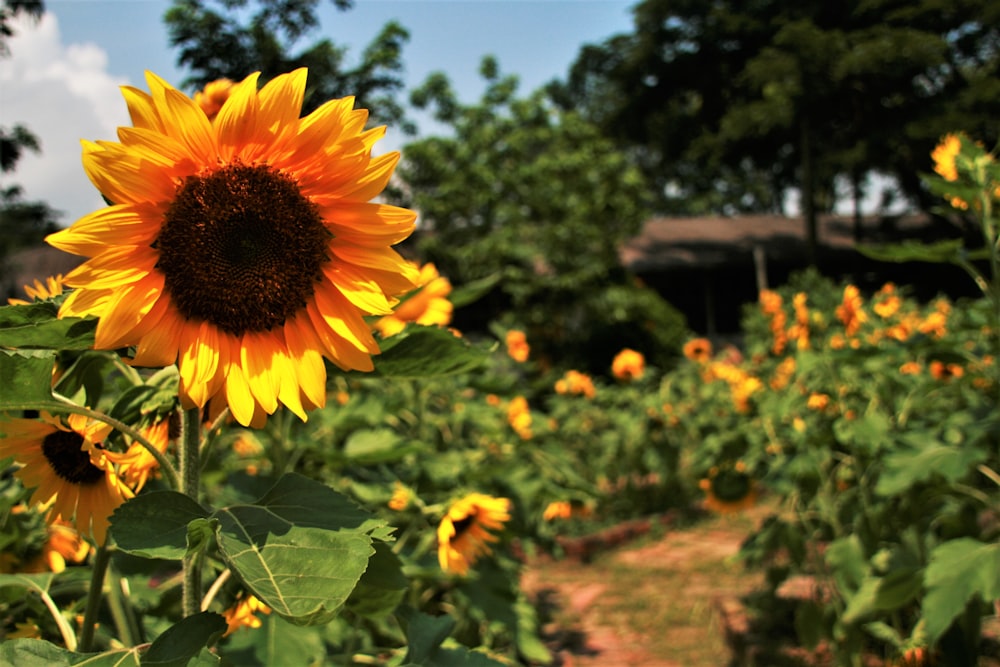 yellow and red petaled flowers