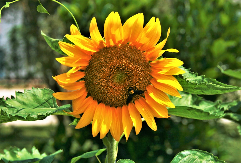 yellow and red petaled flower