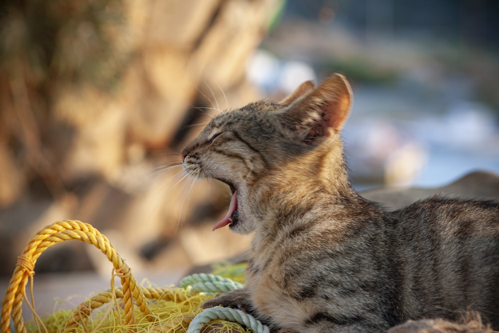 gray and black tabby cat