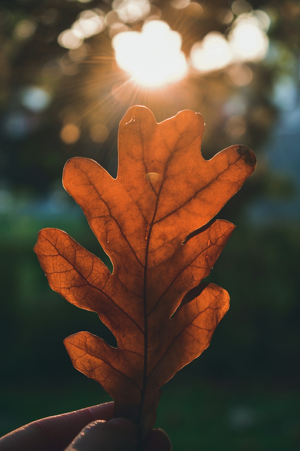 brown leaf