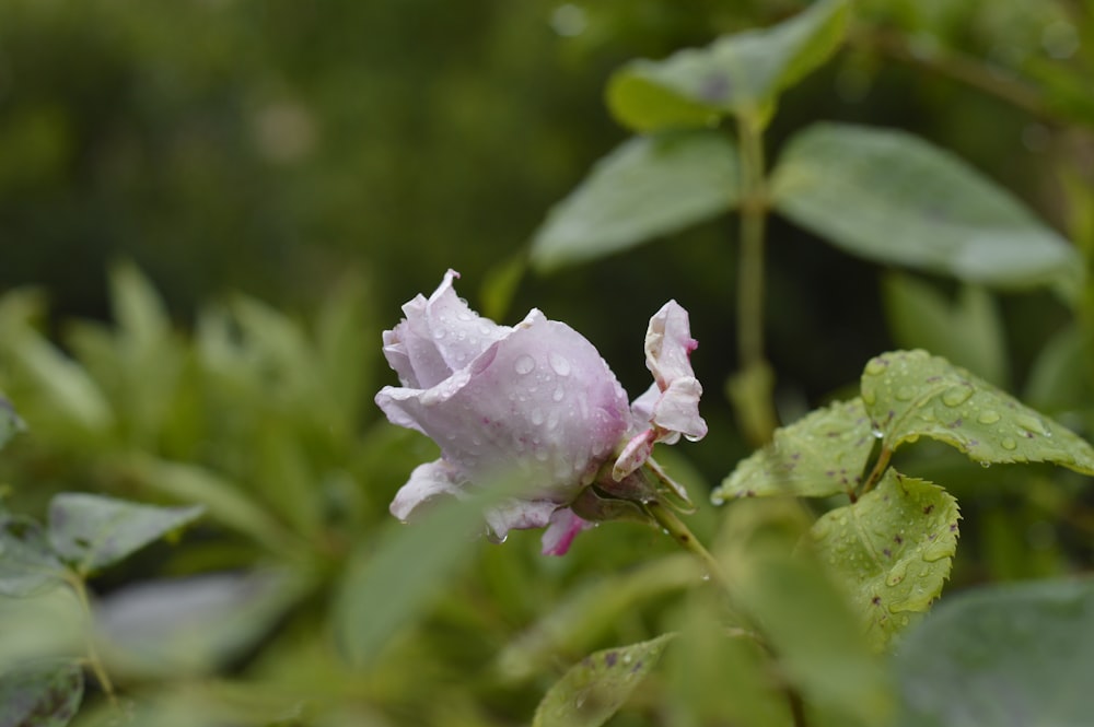 pink and white petaled flower