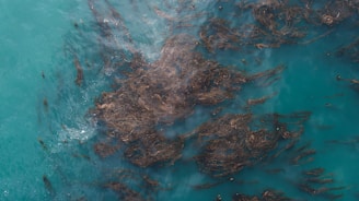 Brown seaweed floats in vibrant turquoise water, creating abstract patterns on the ocean surface.