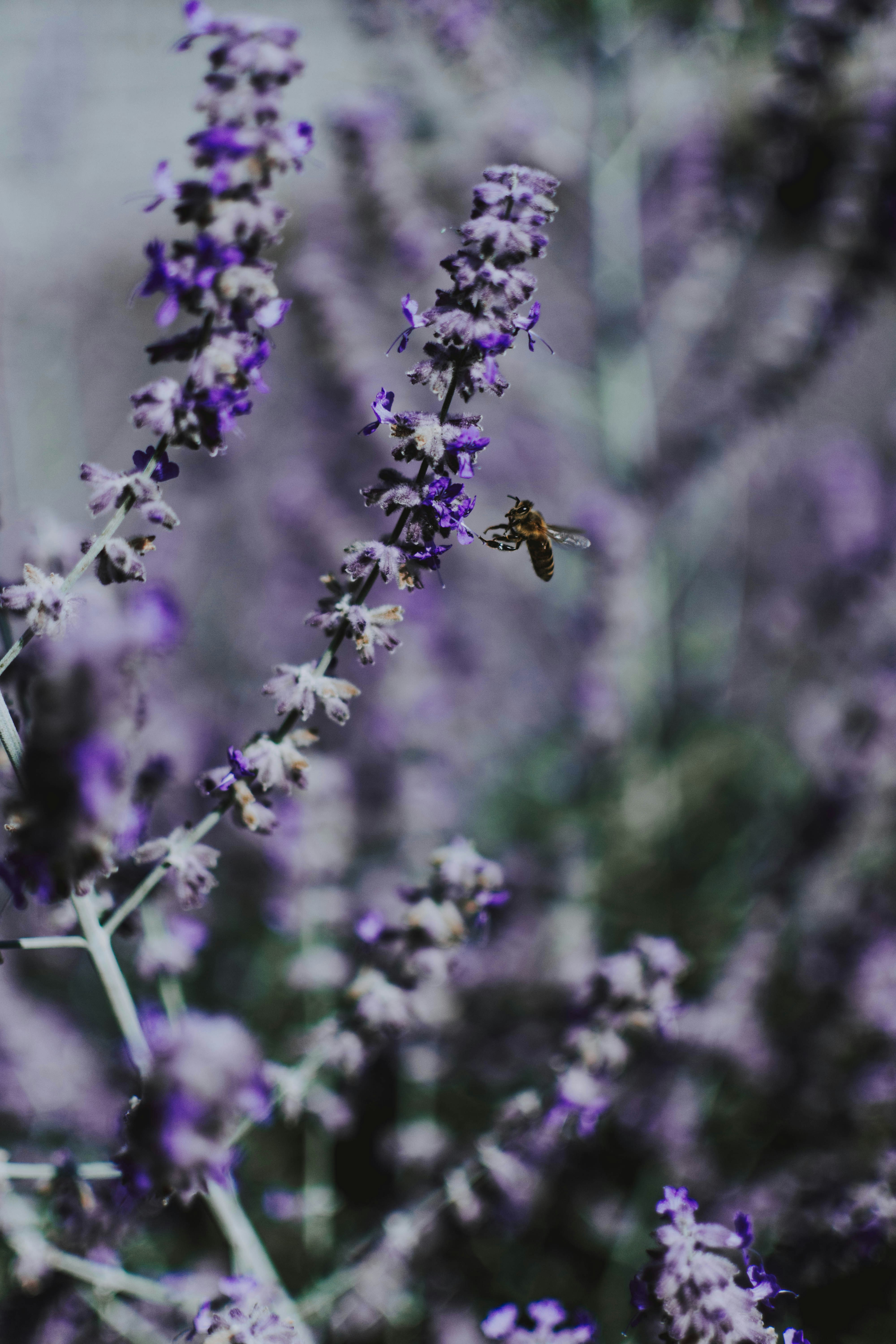 紫色のスミレの花が咲いていますの写真 Unsplashで見つけるグレーの無料写真