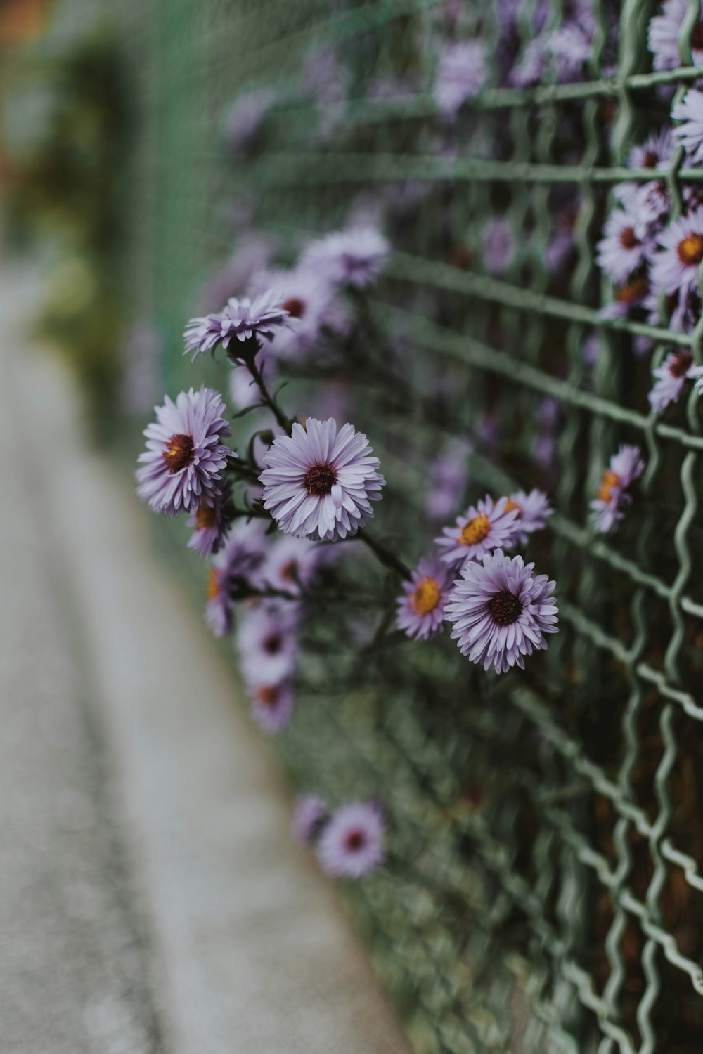 close-up photo of \purple-petal flower