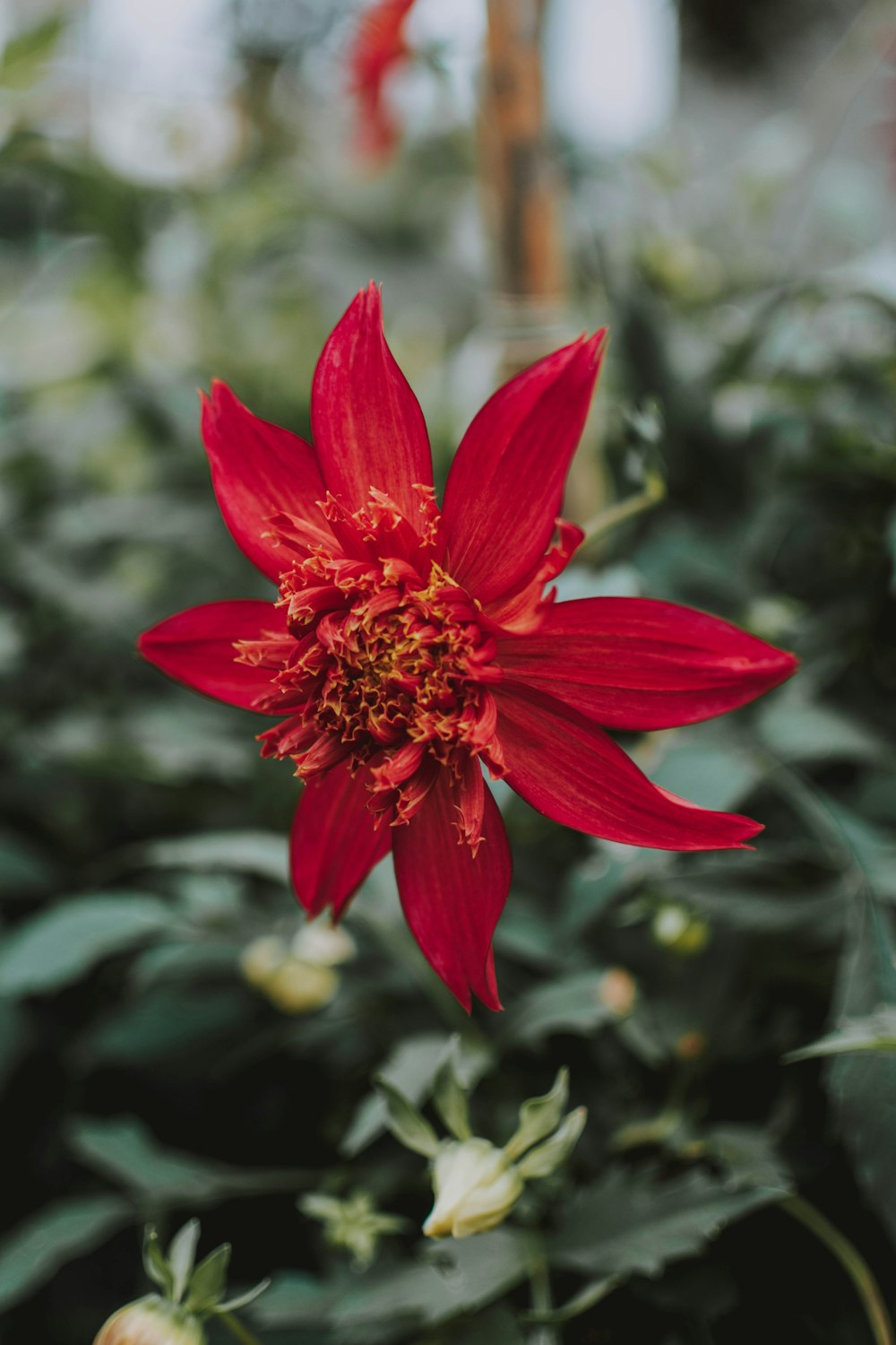 red and yellow petaled flower