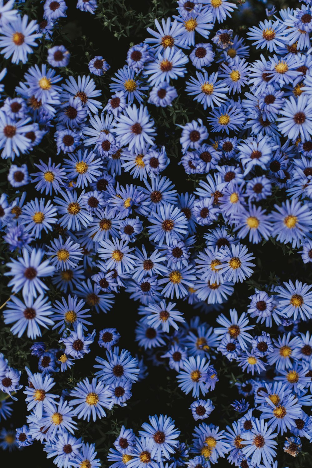 tecido floral branco e azul