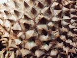 Close-up of a textured, spiky surface with sharp, pyramid-like points, possibly resembling the outer shell of a durian fruit.
