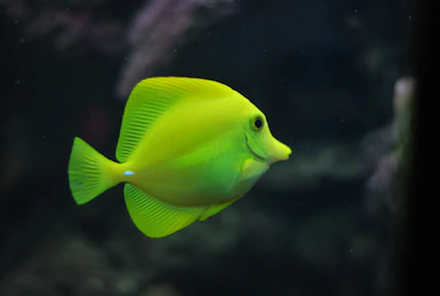Rockfish