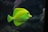 shallow focus photo of green fish