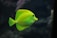 shallow focus photo of green fish