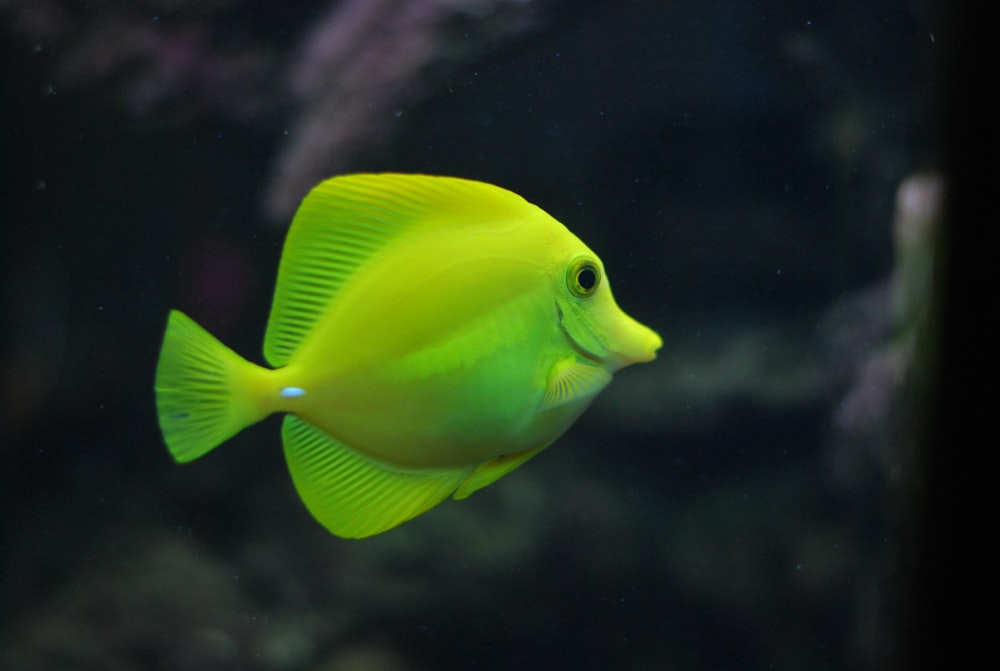 foto de foco raso de peixes verdes