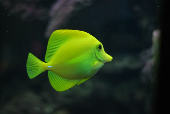 Densely planted aquarium with lush green background plants